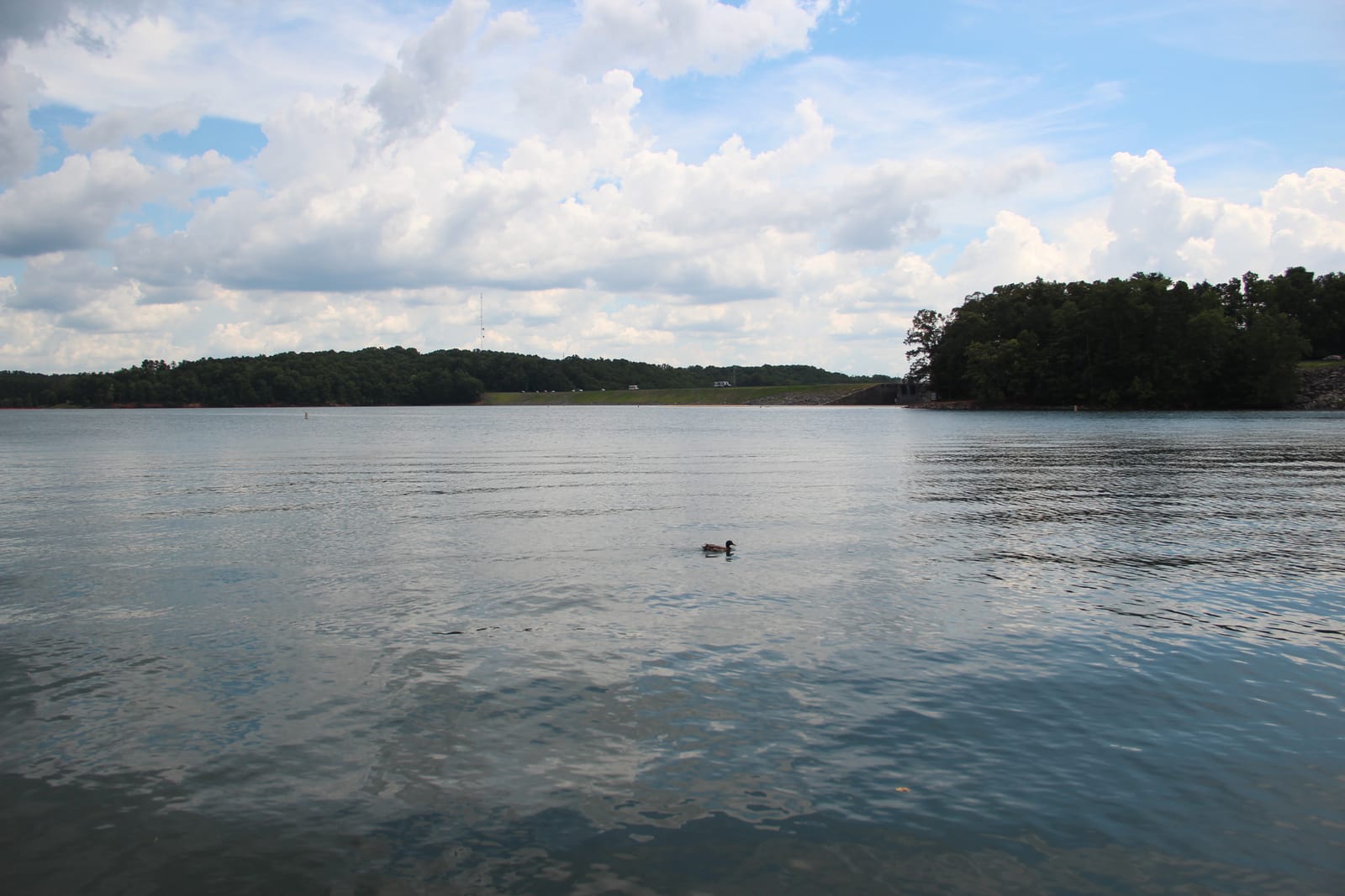 Calm water at West Bank Park near Buford Dam, a duck swimming in the foreground and wooded shoreline beyond